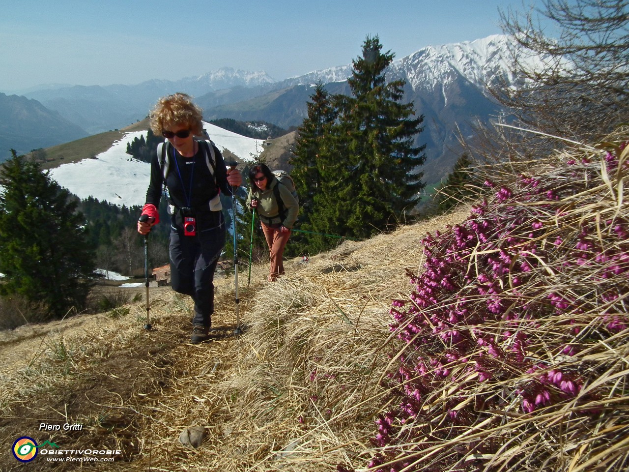 46 Estese fioriture di erica....JPG